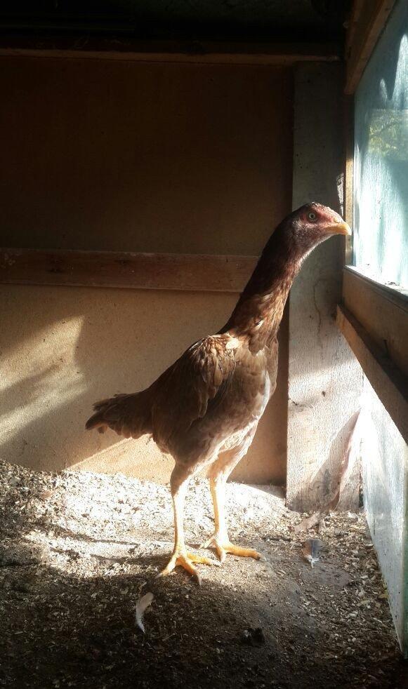 heyrati super doyus heyvanlari fere bece toyuq . cox oldugu ucun satil