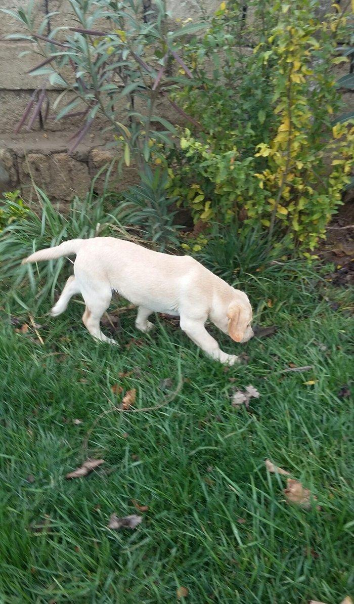 3 aylıq erkey labrador retriever balası satılır, peyvendi vurulub vet