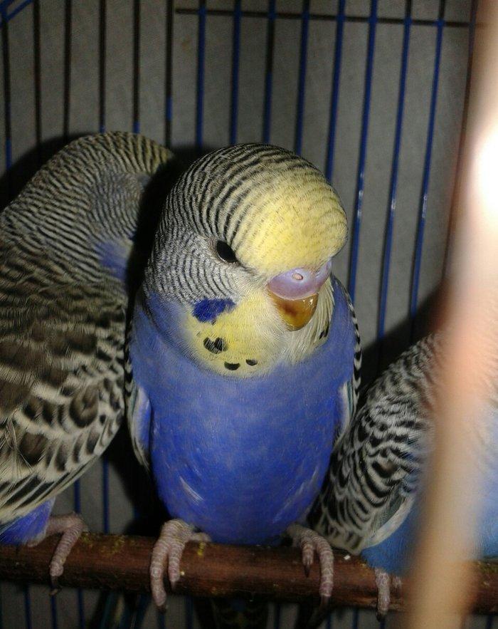 2 aylig cex balalar satilir.2 erkek qalib.anasi temiz cexdi atasi donm