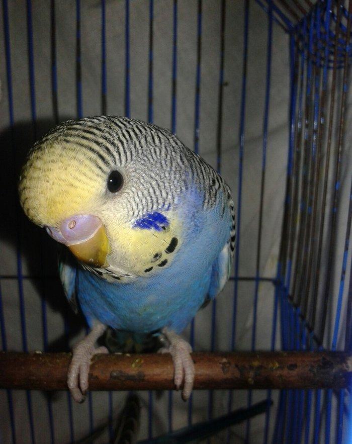 2 aylig cex balalar satilir.2 erkek qalib.anasi temiz cexdi atasi donm