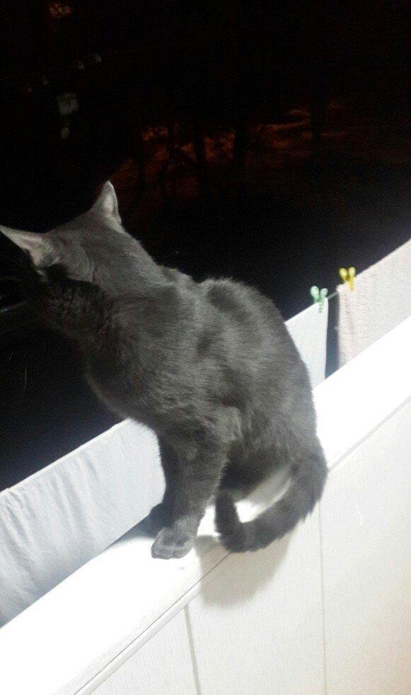 erkek 11 ayliqdi korat cinsi cox gozel pi****dir almaq isteyenler yazsi