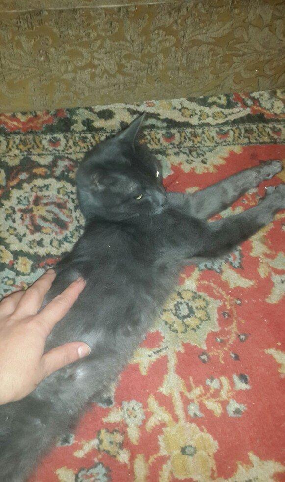 erkek 11 ayliqdi korat cinsi cox gozel pi****dir almaq isteyenler yazsi