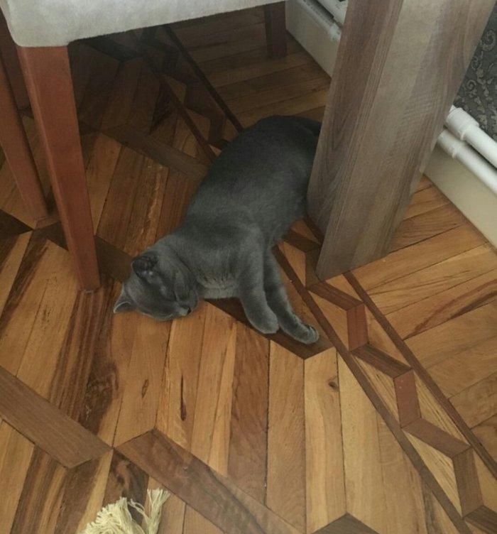 erkek 11 ayliqdi korat cinsi cox gozel pi****dir almaq isteyenler yazsi