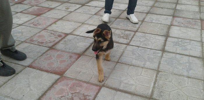 Afcarka satiram erkek bala tam saglam 3 ayligdir 2 peyvendi vurulub qu