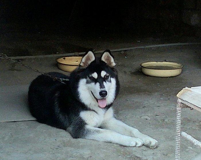 Sbirski layka. 8 ayi oktaybirin axiri olacaq. Yerim yoxdu diye saxlaya