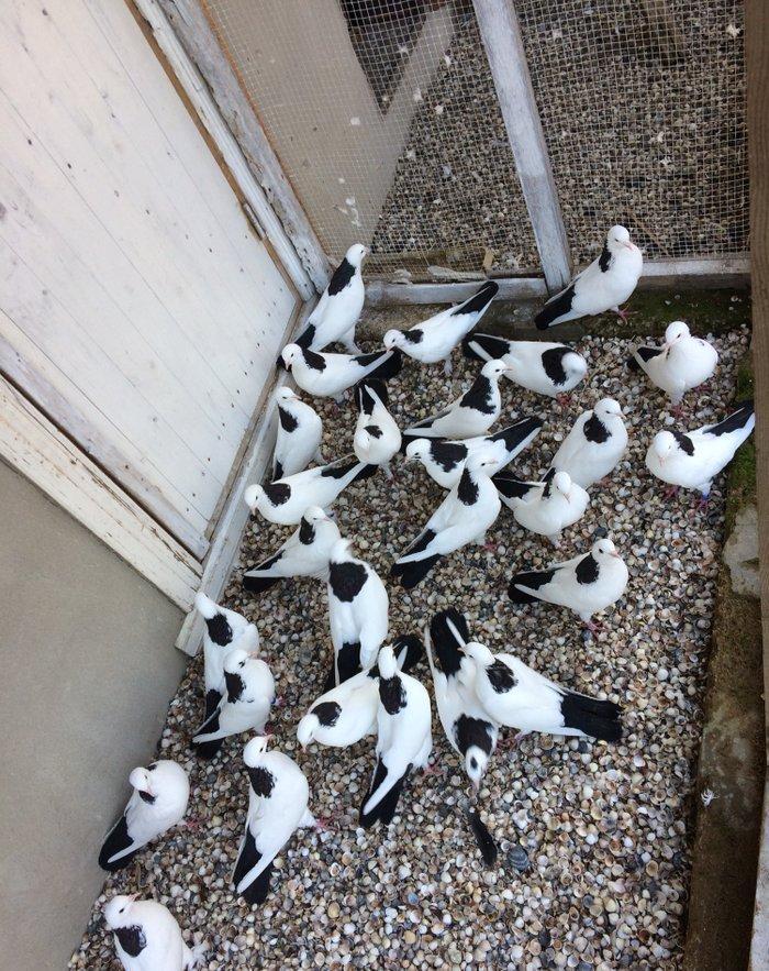 Qara boyun dest qara quyruğlar satılır quşlar zire kendindedir real al