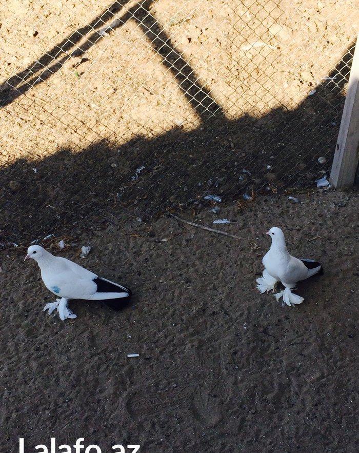 Temiz cins abriznoy desde qaraquyruglar eyni cinsdi 15 16 tukduler wa