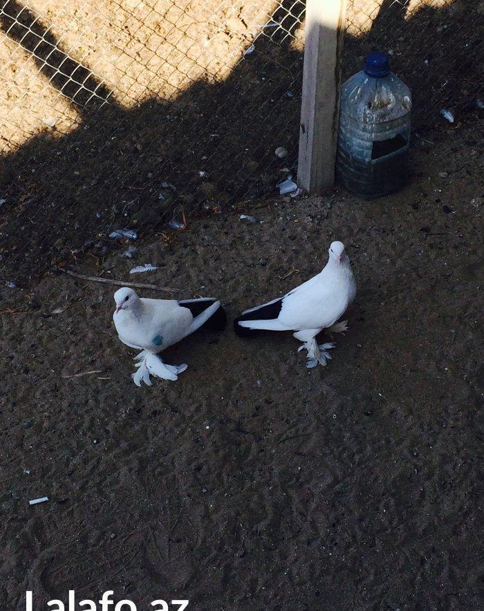 Temiz cins abriznoy desde qaraquyruglar eyni cinsdi 15 16 tukduler wa