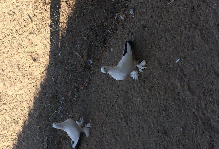 Temiz cins abriznoy desde qaraquyruglar eyni cinsdi 15 16 tukduler wa