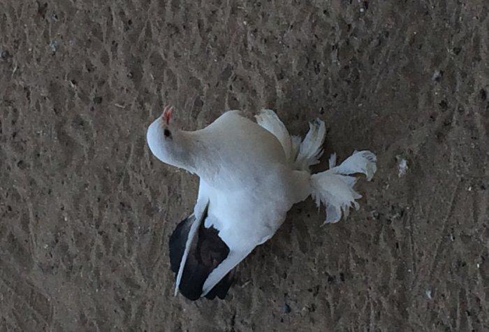 Temiz cins abriznoy desde qaraquyruglar eyni cinsdi 15 16 tukduler wa