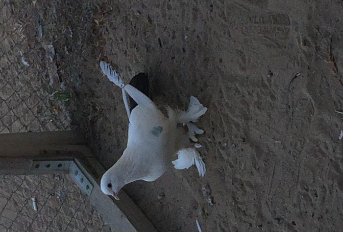 Temiz cins abriznoy desde qaraquyruglar eyni cinsdi 15 16 tukduler wa