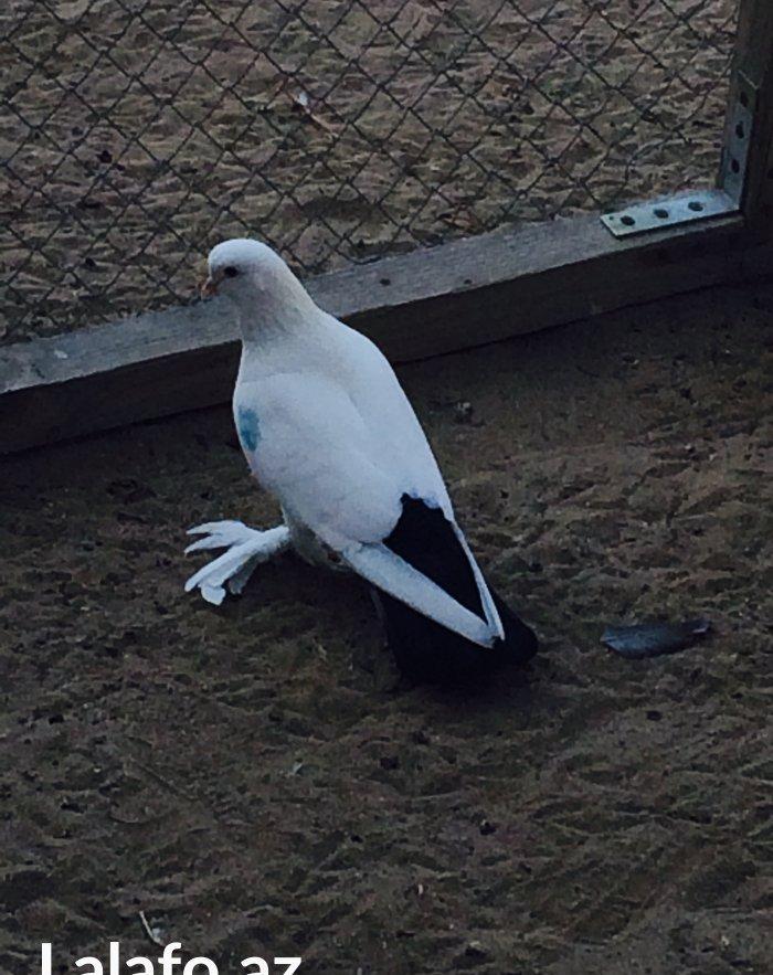 Temiz cins abriznoy desde qaraquyruglar eyni cinsdi 15 16 tukduler wa