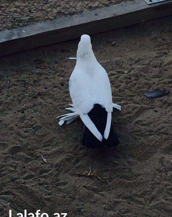 Temiz cins abriznoy desde qaraquyruglar eyni cinsdi 15 16 tukduler wa