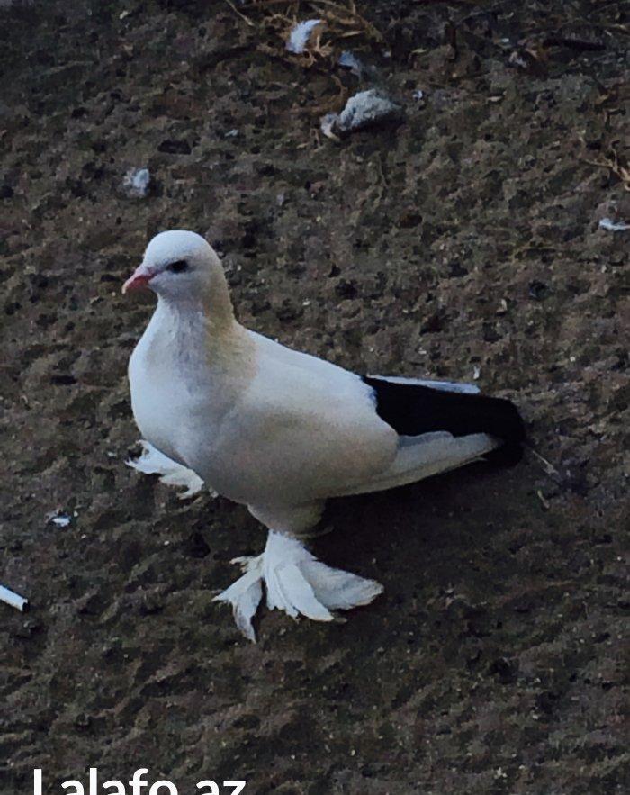 Temiz cins abriznoy desde qaraquyruglar eyni cinsdi 15 16 tukduler wa
