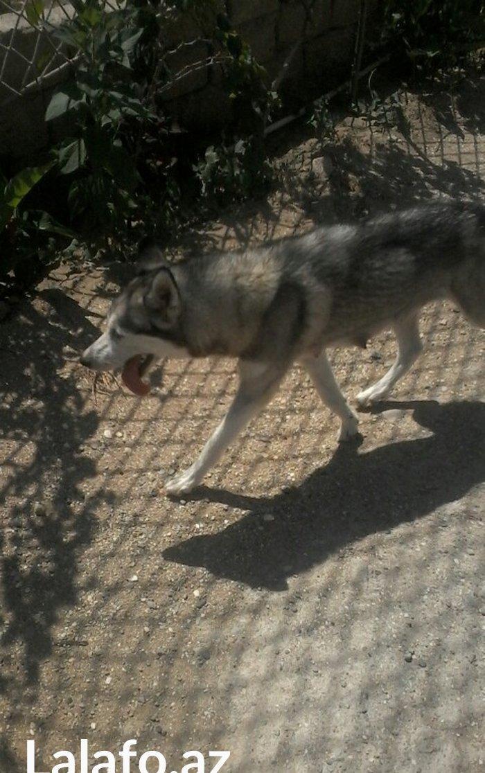 Salam İsde oldqmdan baxamram onun Ücn satram cox aqlli İtdİ ulamaqi yoxdu