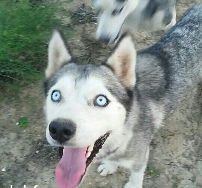 Salam İsde oldqmdan baxamram onun Ücn satram cox aqlli İtdİ ulamaqi yoxdu