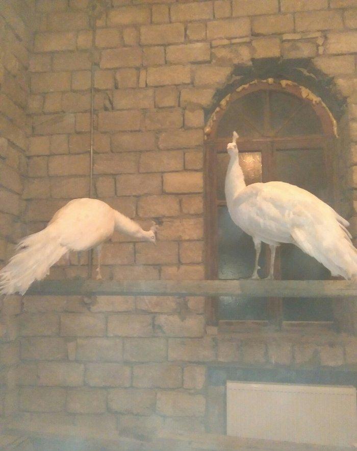 ag tovuz quwu xoruz 1 ededi 750man.3illik tam saglam peyvendler vurulu