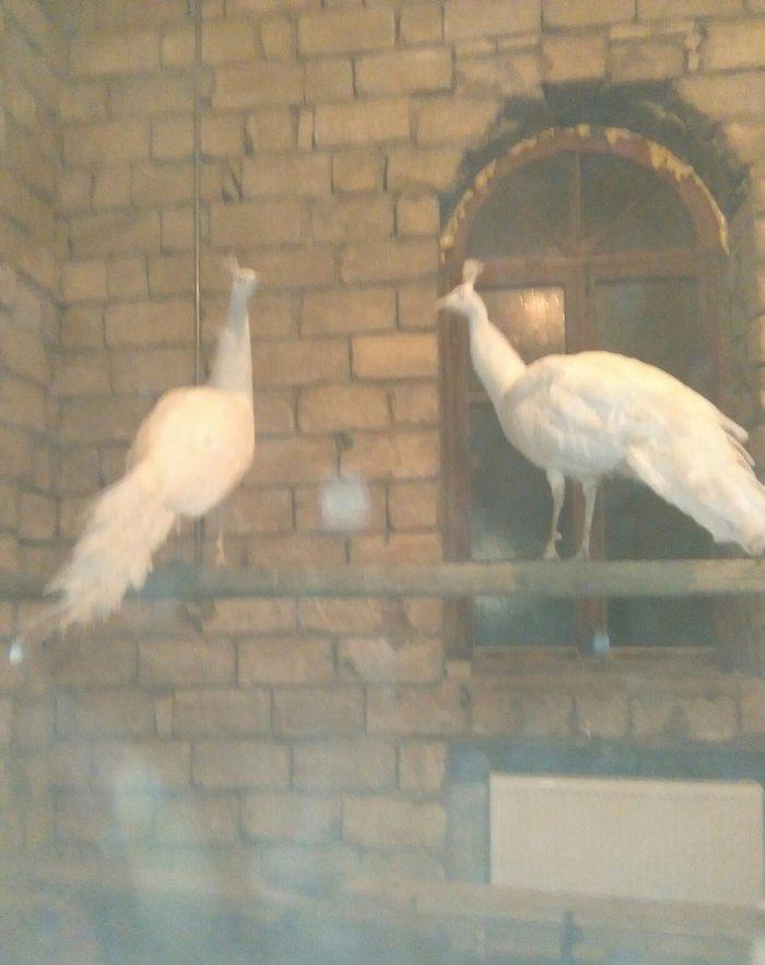 ag tovuz quwu xoruz 1 ededi 750man.3illik tam saglam peyvendler vurulu