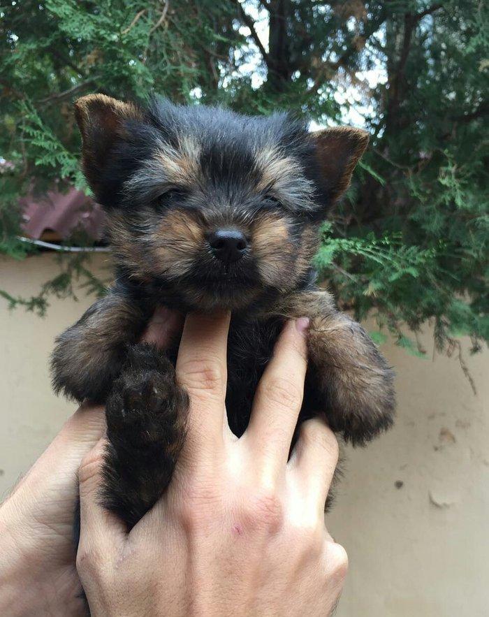 yorkshire terier balası satılır, 2 aylıq erkey peyvend vurulub vet pas