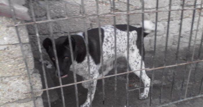 Alabay iti 1 yas 9 ayliqdi disidi cut vurulmuyub afcarka balasi ile