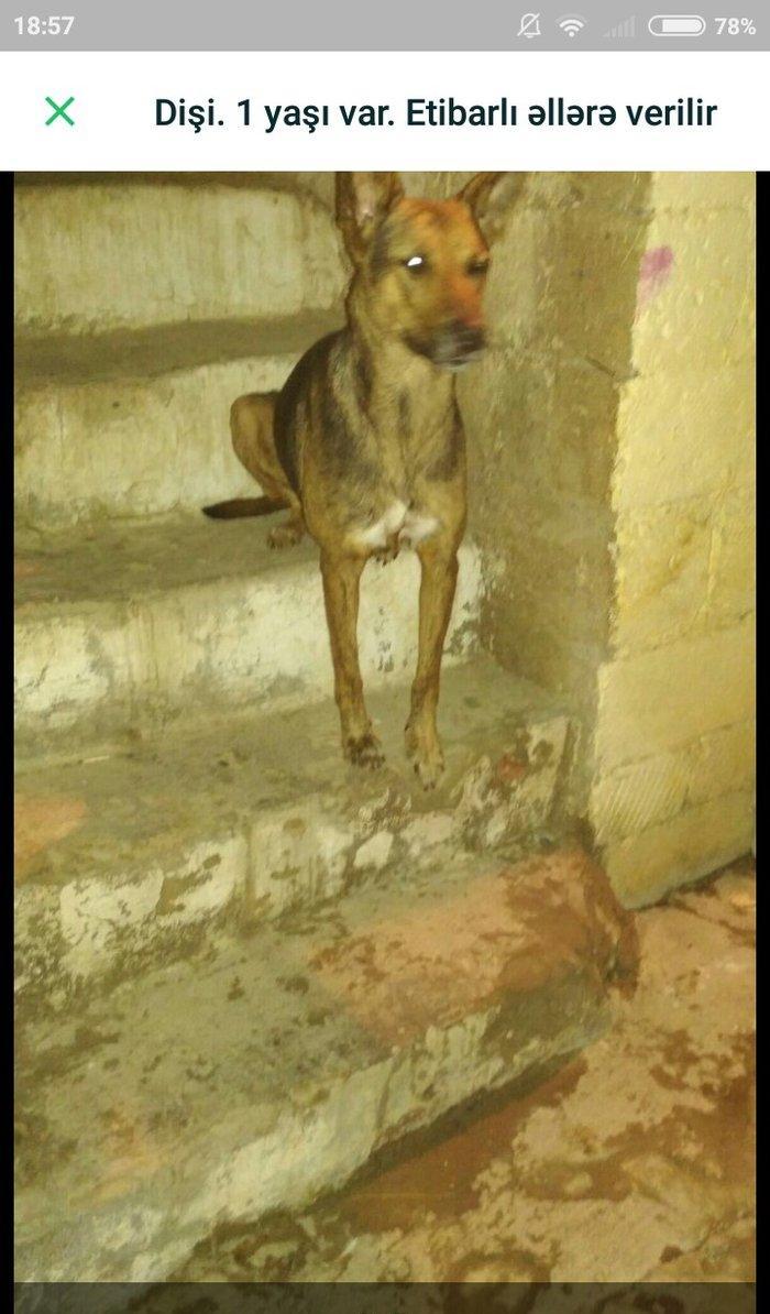 Dişi. 1 yaşı təzə olub. Etibarlı əllərə verilir. Qurd dərmanı verili