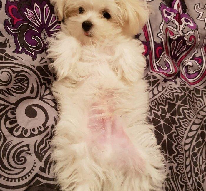 3 ayliq maltez balonkasi balasi satilir. Atasi ve anasi ozumdedi. Atas