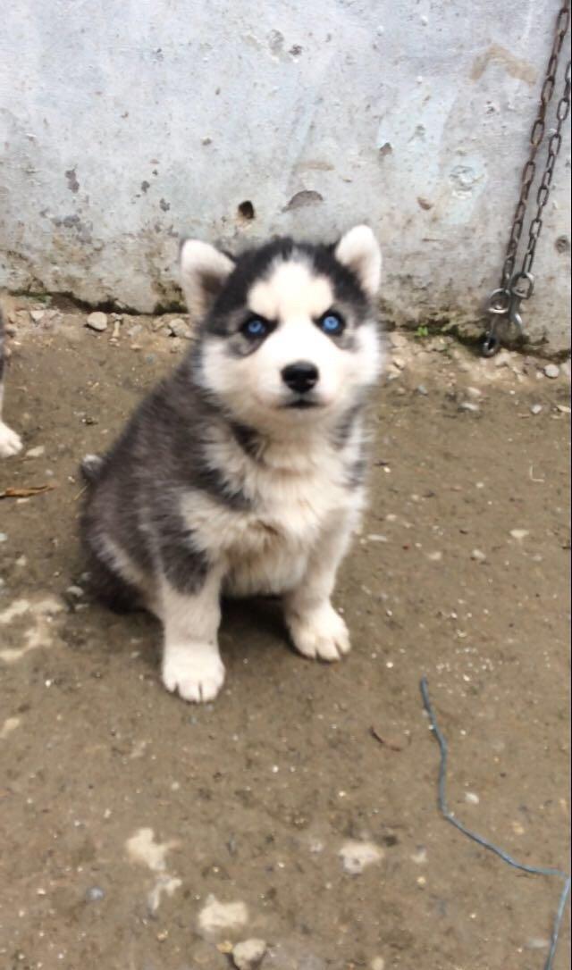 Salam temiz xaski balaları satlır 1 ay 11 günlükdüler qurd dermanları