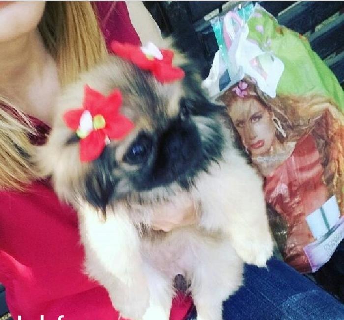 4 aylıq dişi pekines satılır tam sağlam tam peyvendli baladı, zehmet o