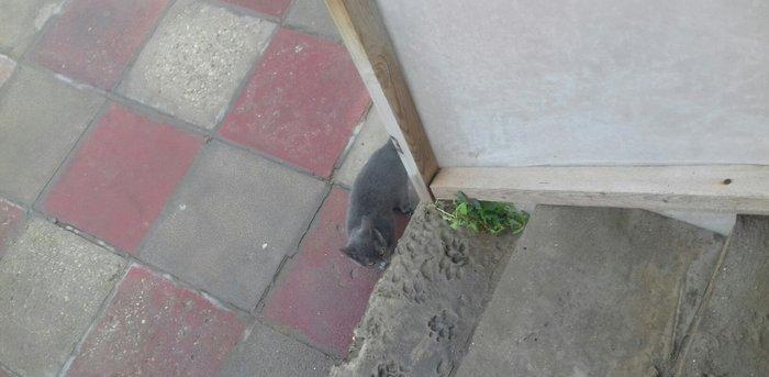 Evi pişiklər Temiz ve yaxsi pişiklerdi.Ancaq evde saxlayın ve yaxsi ba