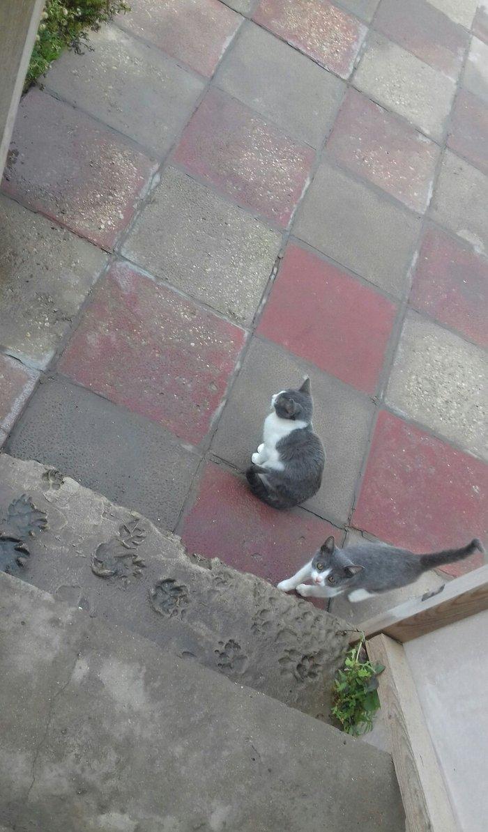 Evi pişiklər Temiz ve yaxsi pişiklerdi.Ancaq evde saxlayın ve yaxsi ba