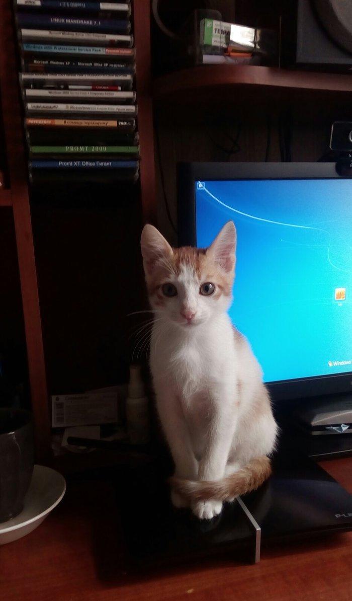 3 aylığ erkək ev pişiyidir, çox mehriban və şəndir. Heyvansevər və mə