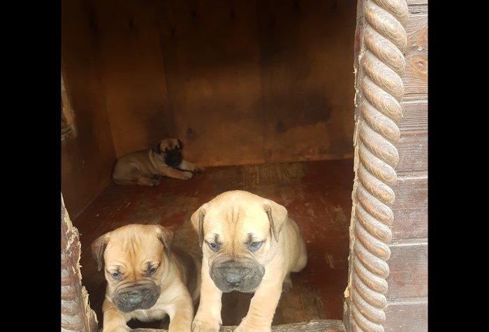 1 balasi var ay yarimliqdi ayliqdi 1 disi 300 manatdir. Moskovadan