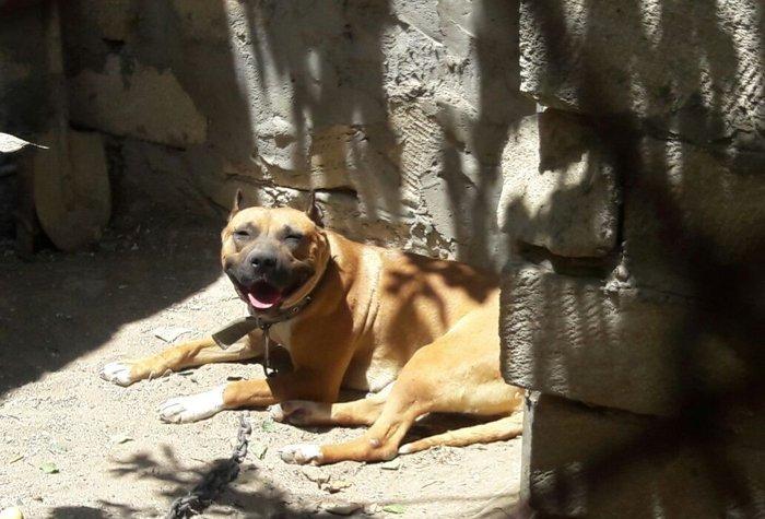 Erkek Pitbull Balasi Satilir son 1 qara bala qalib.Drak ve Ce****anin