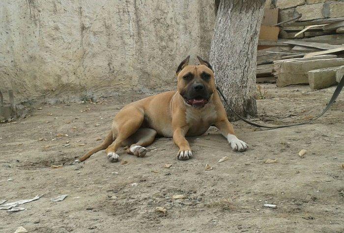 Erkek Pitbull Balasi Satilir son 1 qara bala qalib.Drak ve Ce****anin
