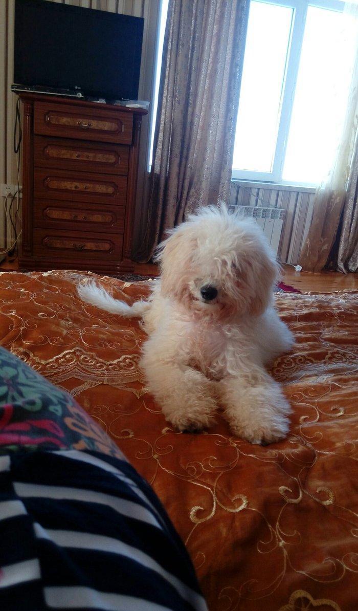 balonka satilir disi 5 ayliqdir cox oynagan mehriban itdi qiymetde ra