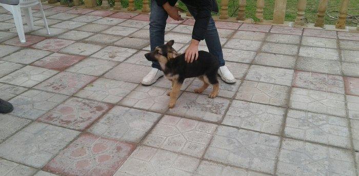 Afcarka satiram 3 aylig erkey tam ssglam 2 peyvendi vurulub qurd derma