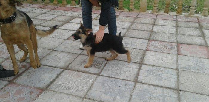 Afcarka satiram 3 aylig erkey tam ssglam 2 peyvendi vurulub qurd derma