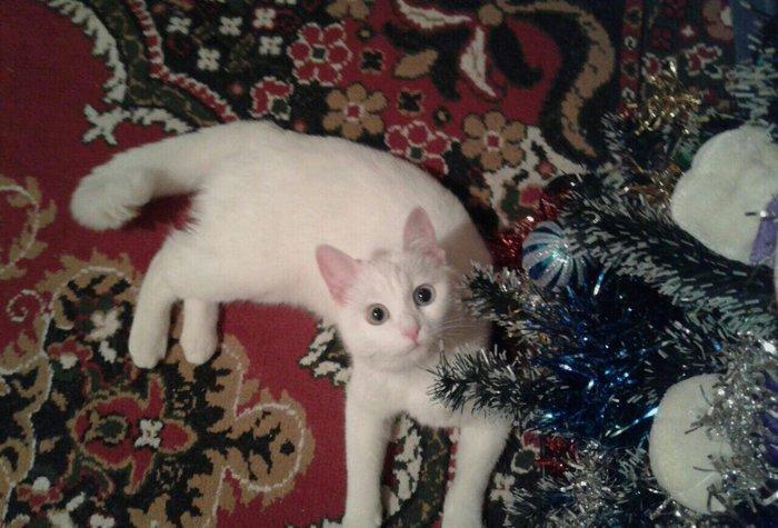 Türk anqorasi 2 yaşlı dişi pişik. Ağıllı və sakit pişikdi.insana yaxşı