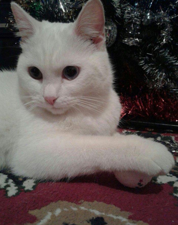 Türk anqorasi 2 yaşlı dişi pişik. Ağıllı və sakit pişikdi.insana yaxşı