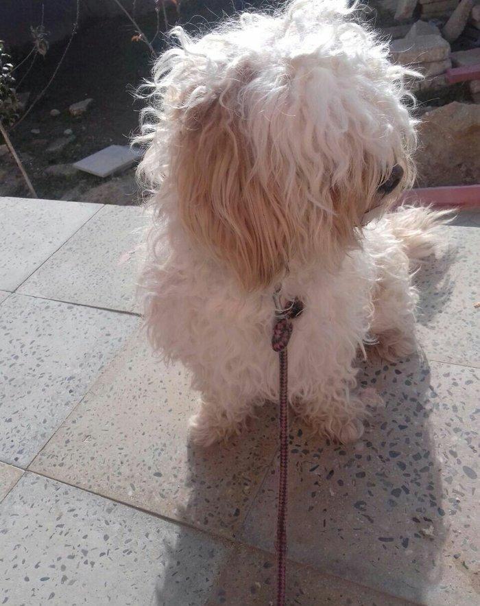 balonka itlər.. balaca itlər satılır.. ağ it anasıdır.. böyüyəndə belə