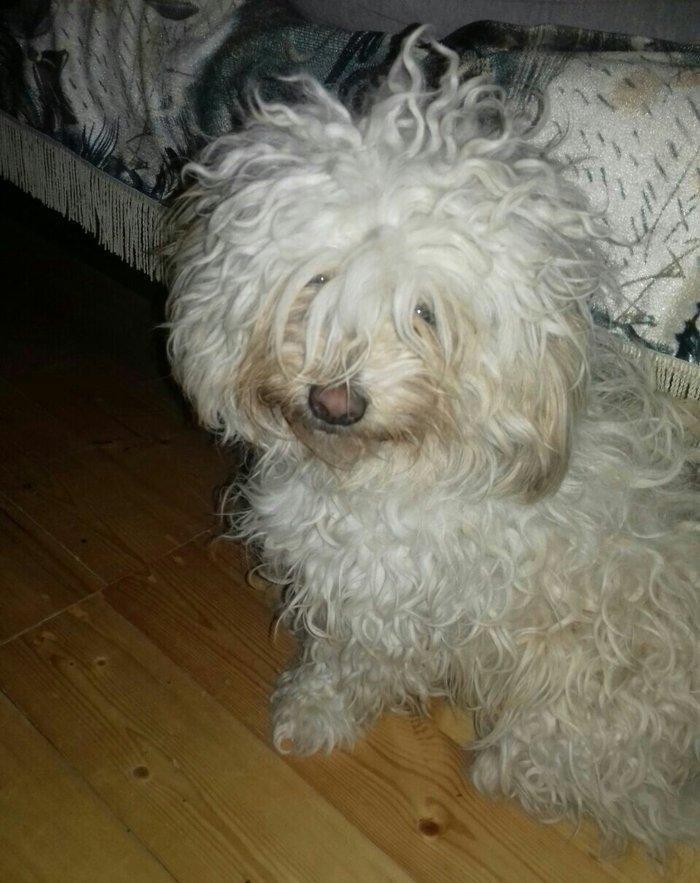 balonka itlər.. balaca itlər satılır.. ağ it anasıdır.. böyüyəndə belə