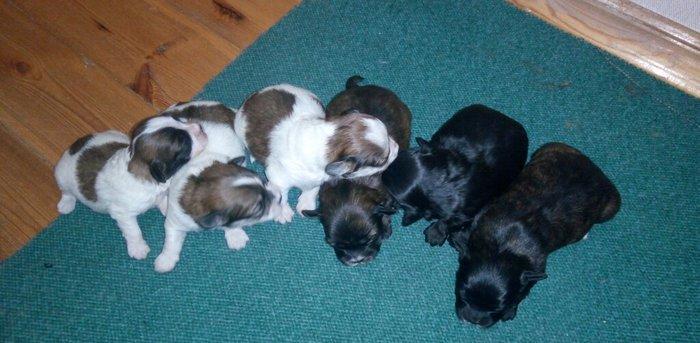 balonka itlər.. balaca itlər satılır.. ağ it anasıdır.. böyüyəndə belə