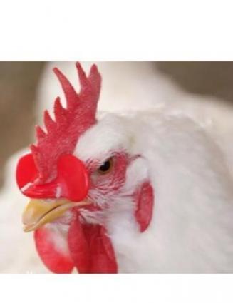 Xoruz ve toyuq üçün eyneklerToyuq ve xoruz üçün eynekler , bir biri i