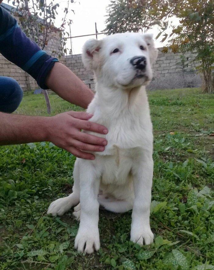 satlir alabydi elave mellumat whatsapp ve ya telde elaqe saglaya bile