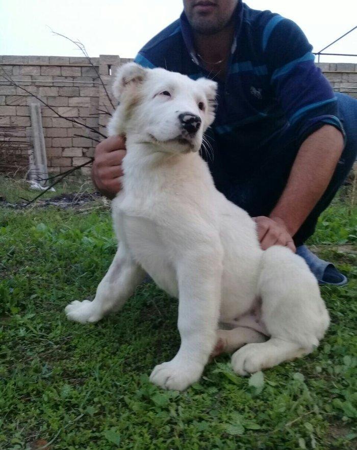 satlir alabydi elave mellumat whatsapp ve ya telde elaqe saglaya bile