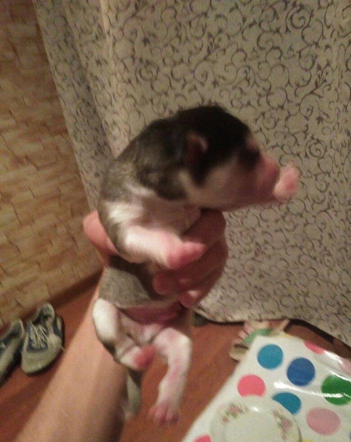 Xaski temiz qan balalari yeni olub isteyen indiden gelib baxib sece