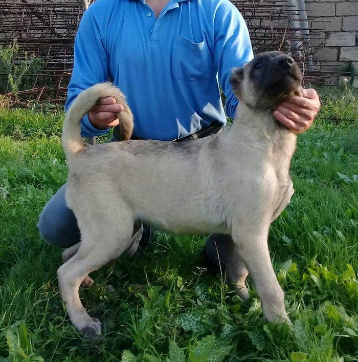 satlir cinsi kan kal elave mellumat whatsap ve ya telde elaqe saglasin