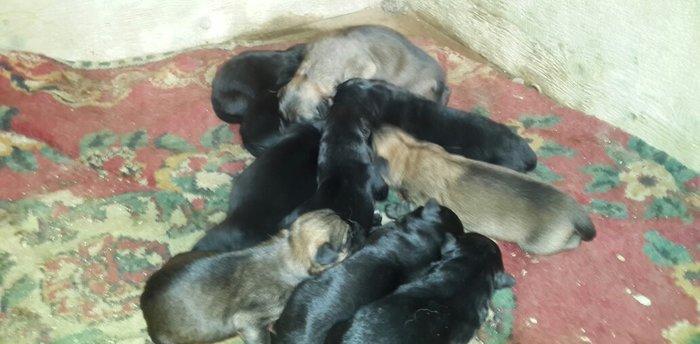 atasi nemeski anasi yevropeski balalar satilir 1 ay tamam olandan sonr