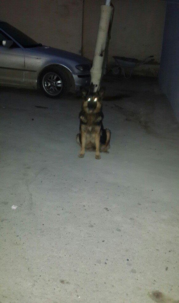 atasi nemeski anasi yevropeski balalar satilir 1 ay tamam olandan sonr