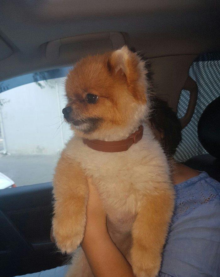 Tecili! Pameranski Spis butun senedleri ile esyalari ile birge 800 man